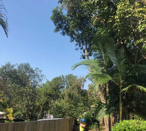 pruning-after