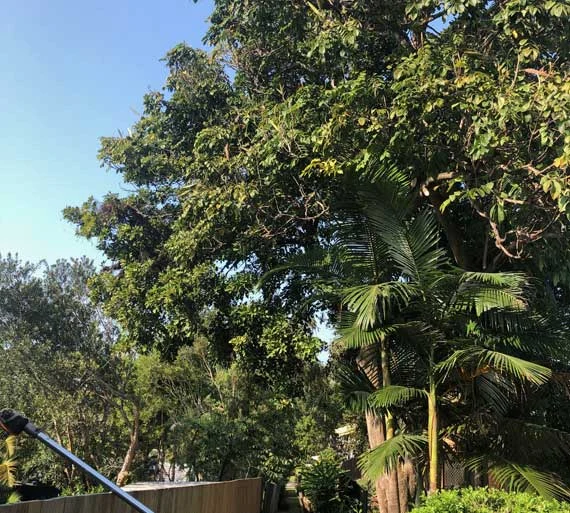 pruning-before