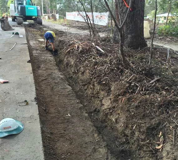 root-pruning2