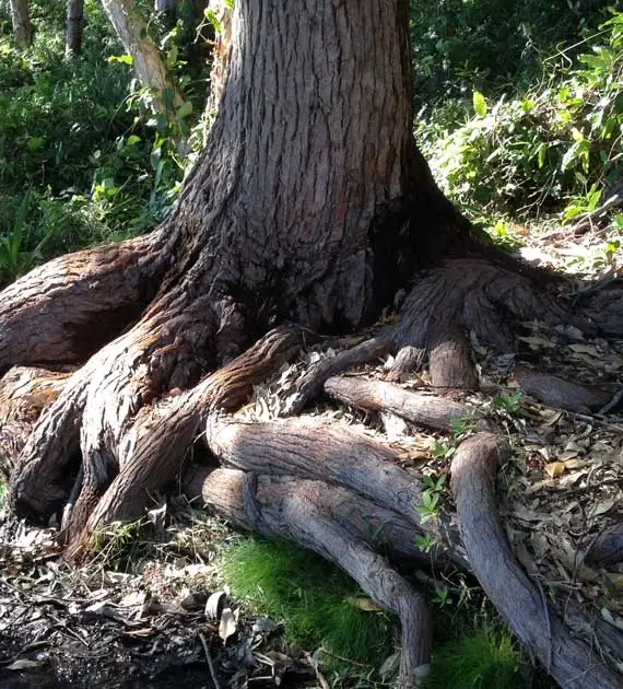 roots-01