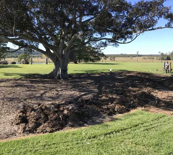 tree-protection1