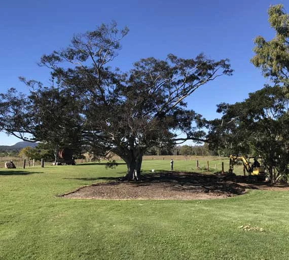 tree-protection3